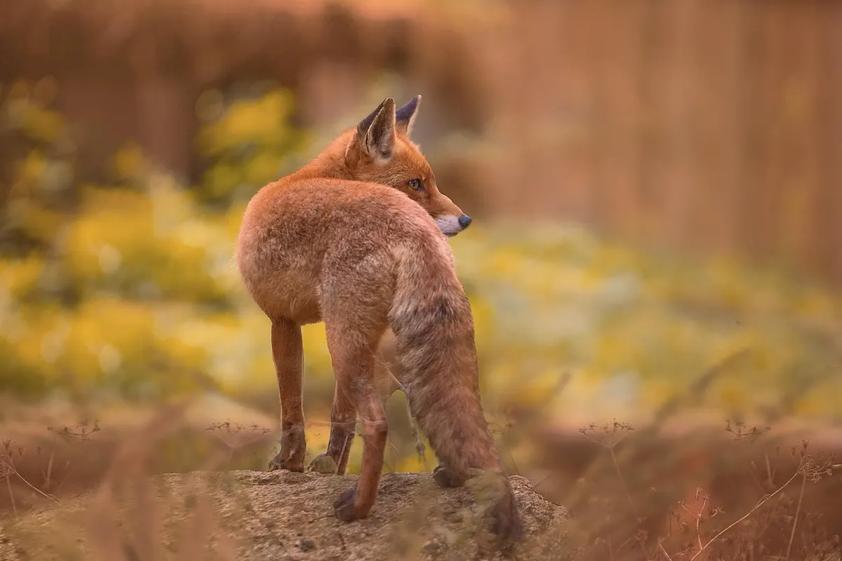 Why Do Fables Use Animals? The Psychology and Folklore Behind Anthropomorphic Tales
